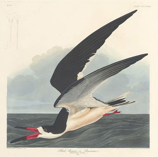 Stenska nalepka Black Skimmer, 1836