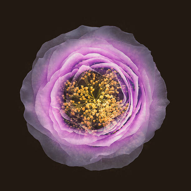 Stenska nalepka Blended Flowers Imagination View