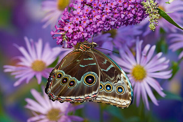 Тениска Blue Morpho with wings closed and eye spots