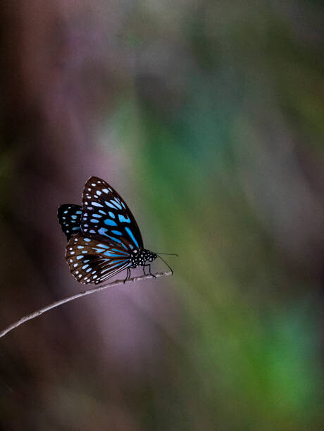 Μπλουζάκι Blue Tiger butterfly