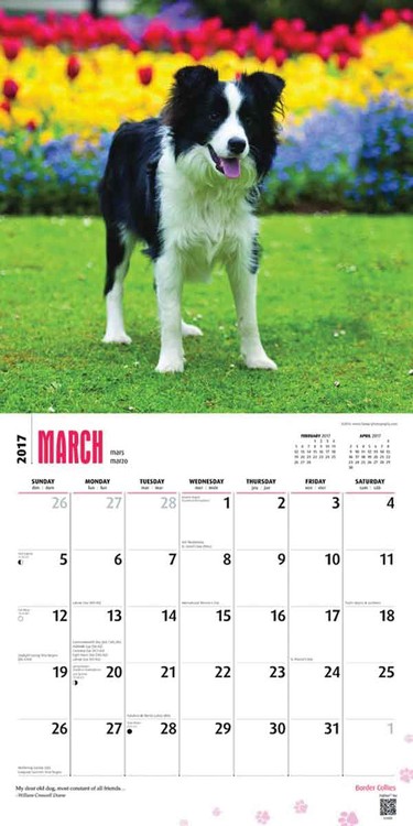 Calendar 2021 Border Collies