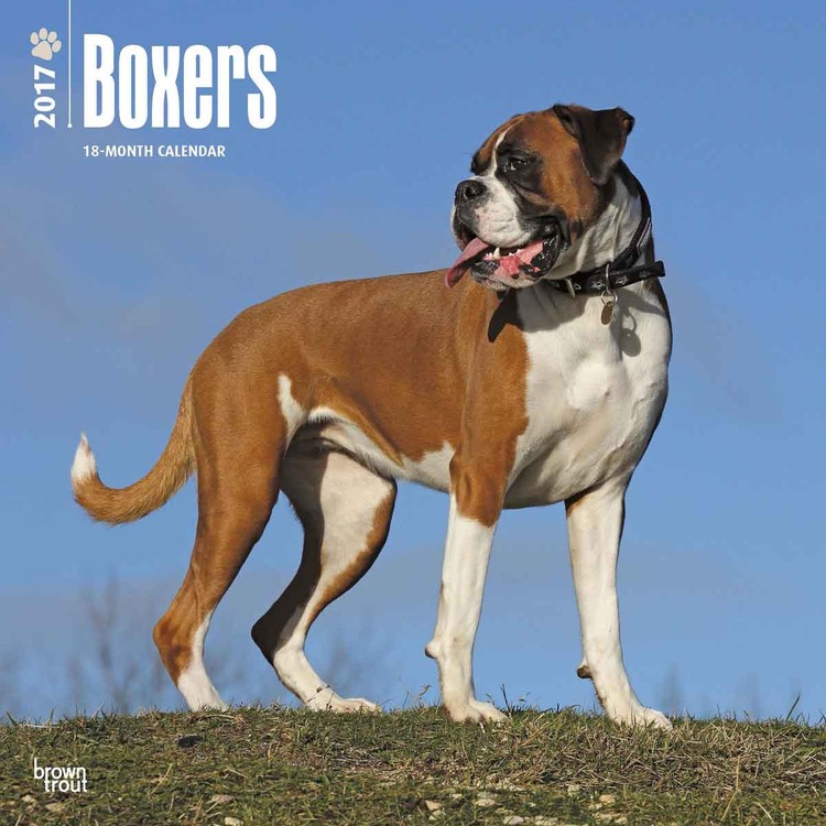 Calendar 2021 Boxers