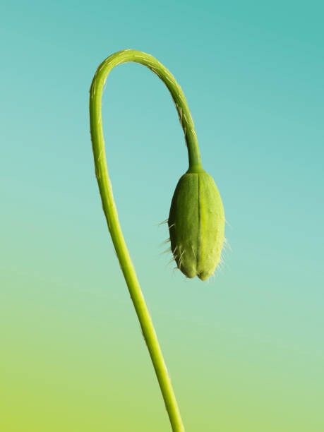 Αυτοκόλλητο Bud