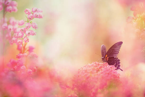 Наклейка Butterfly dreams