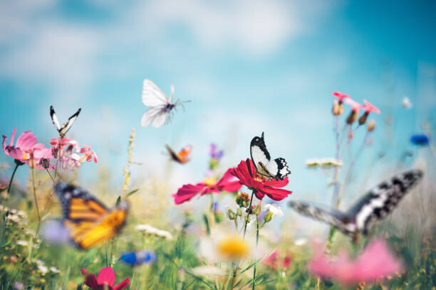 Sticker Butterfly Meadow