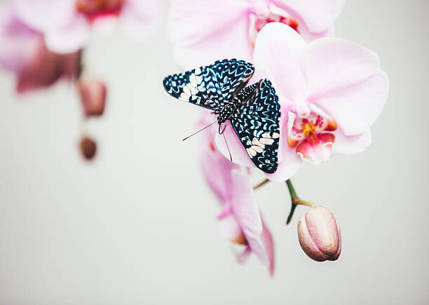 Наклейка Butterfly On Orchid
