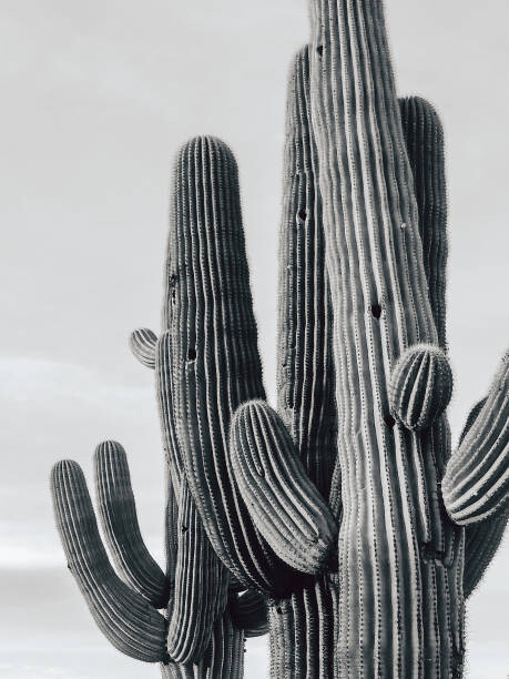 Αυτοκόλλητο Cactus 1