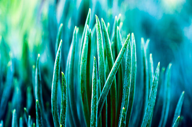 Αυτοκόλλητο Cactus Background
