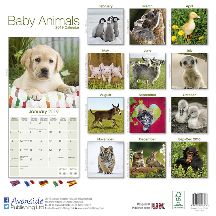 Baby Animals - Calendars 2021 on UKposters/UKposters