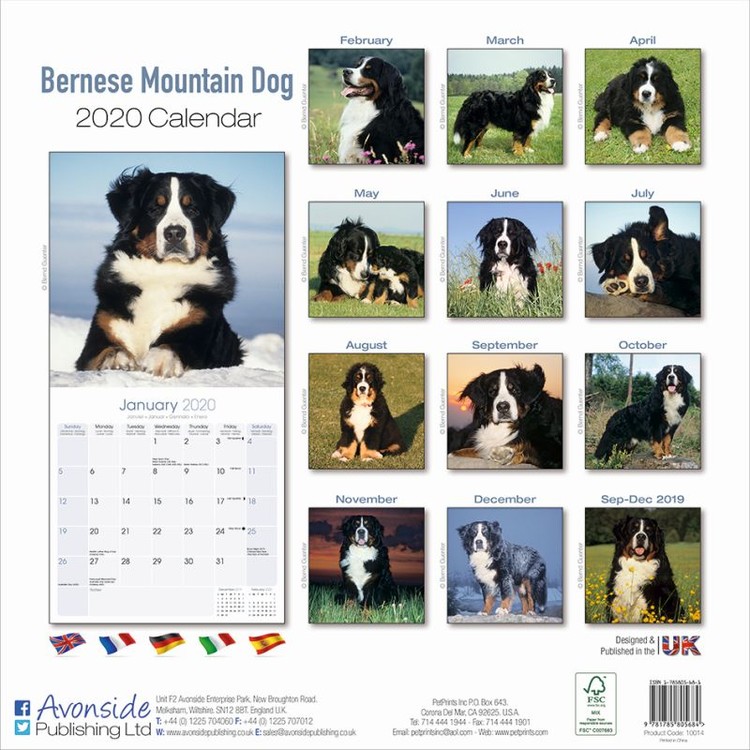 bernese mountain dog calendar