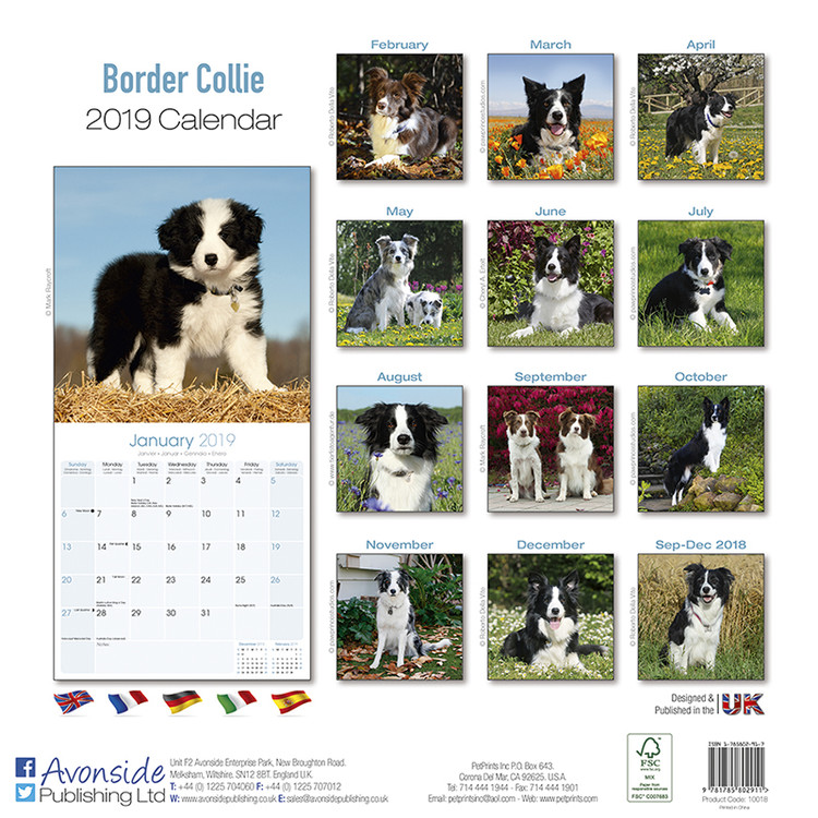 Beautiful 8/" x 6/" Magnetic Photo Frame Border Collie Gift