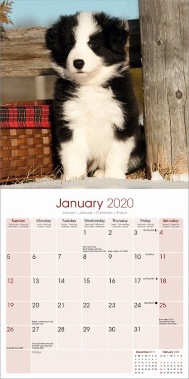 Beautiful 8/" x 6/" Magnetic Photo Frame Border Collie Gift