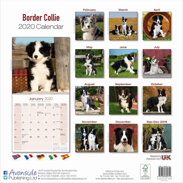 Beautiful 8/" x 6/" Magnetic Photo Frame Border Collie Gift