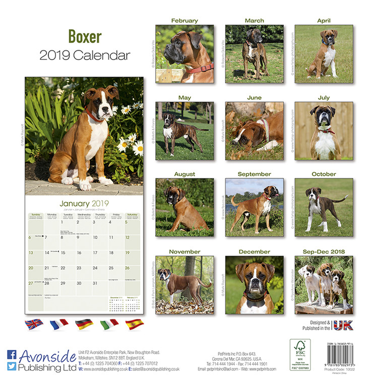 Boxer (Euro) - Calendars 2021 on UKposters/EuroPosters