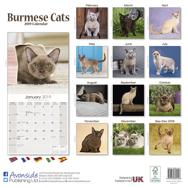 Burmese - Calendars 2021 on UKposters/EuroPosters