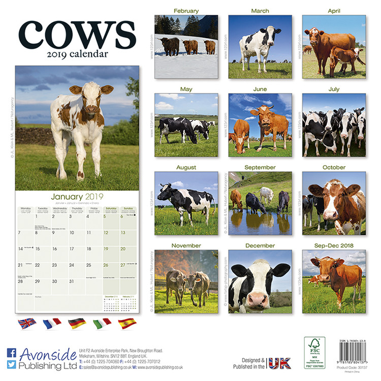 Cows Calendars 2021 on UKposters/UKposters