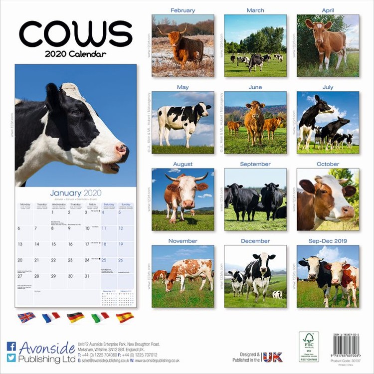 cow calendar 2021 Cows Calendars 2021 On Ukposters Europosters cow calendar 2021