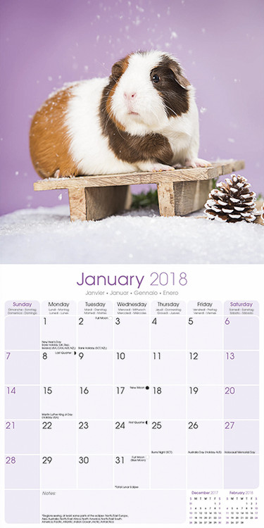 Guinea Pigs - Calendars 2021 on UKposters/Abposters.com