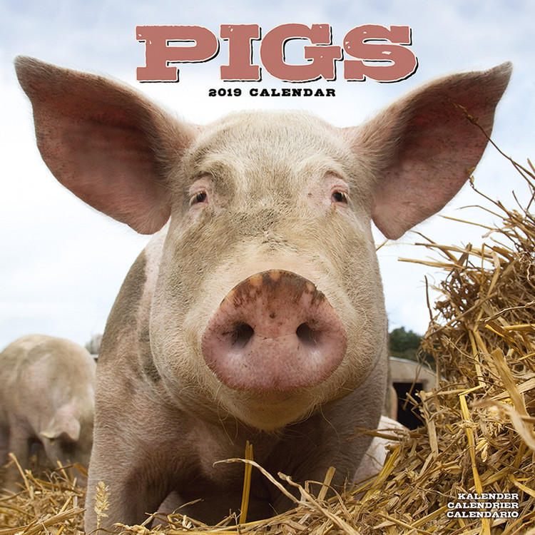 Pigs Calendars 2021 on UKposters/UKposters