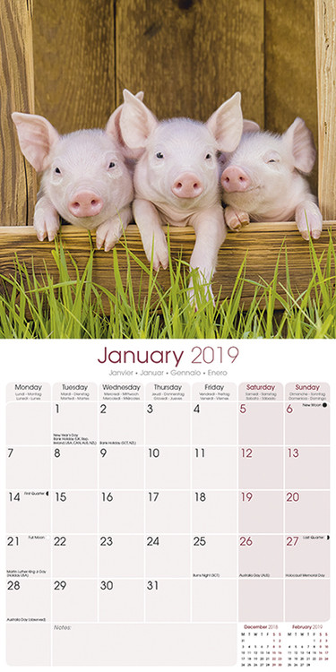 Pigs - Calendars 2021 on UKposters/UKposters