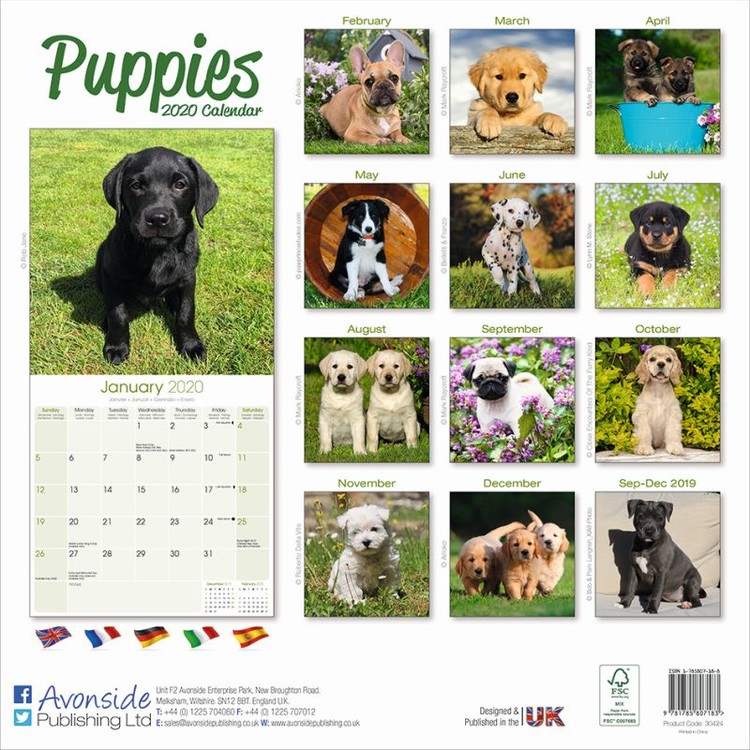 Puppies - Calendars 2021 on UKposters/UKposters