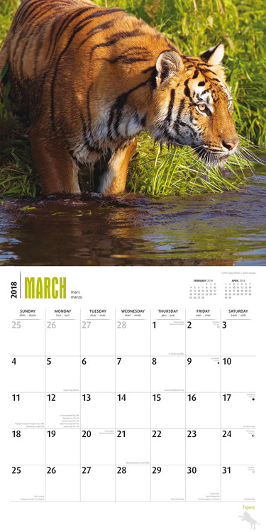 Tigers - Calendars 2021 on UKposters/EuroPosters