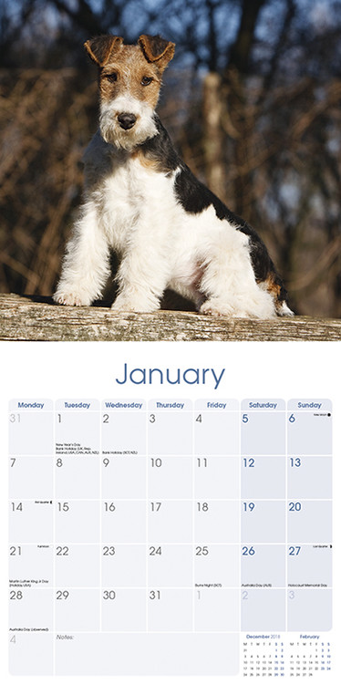 Wirehaired Fox Terrier Calendars 2020 On Ukposters Europosters