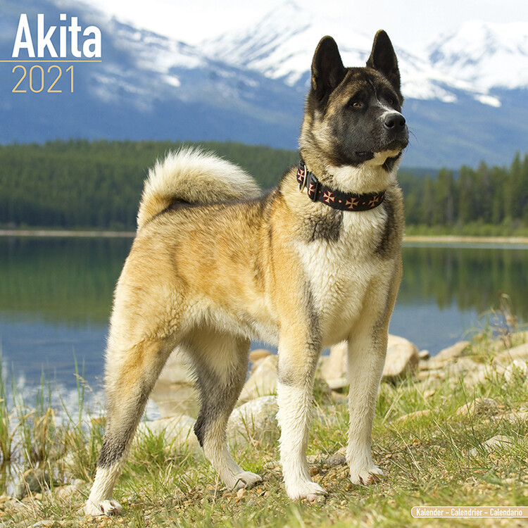Akita Calendários de parede 2026 Compre em Europosters