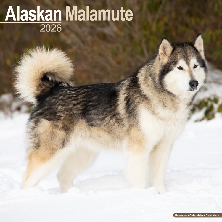 Calendário 2026 Alaskan Malamute