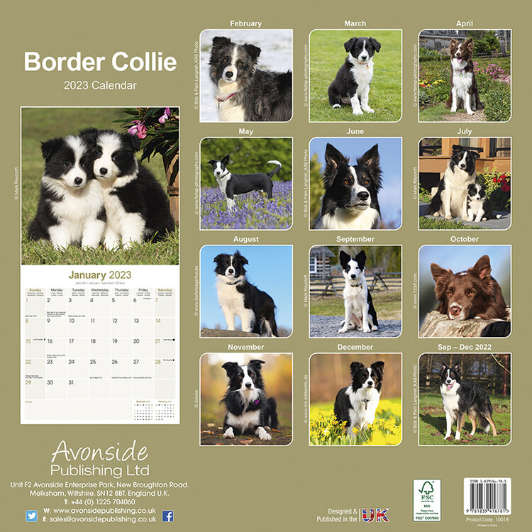 Border Collie - Pups - Calendarios De Pared 2023 | Consíguelos En