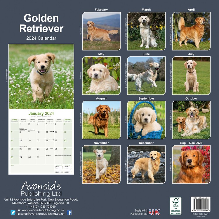 Golden Retriever Calendários de parede 2024 Compre em Europosters