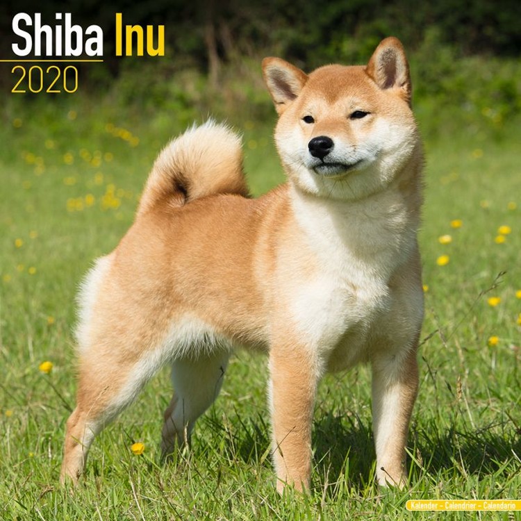 Calendário 2025 Shiba Inu
