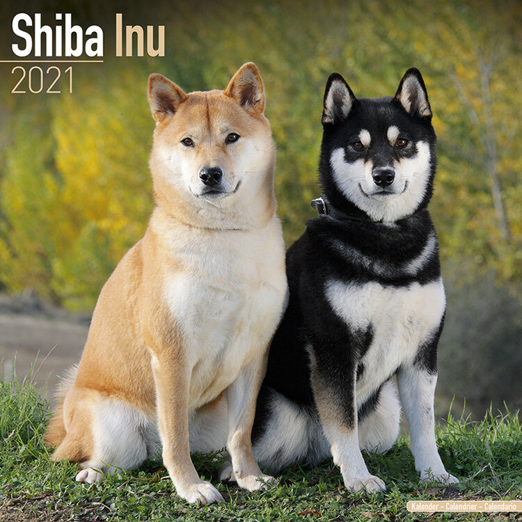 Calendário 2024 Shiba Inu