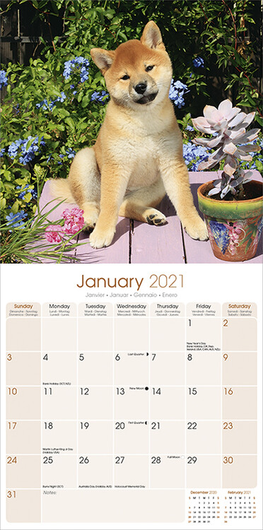 Calendário 2024 Shiba Inu