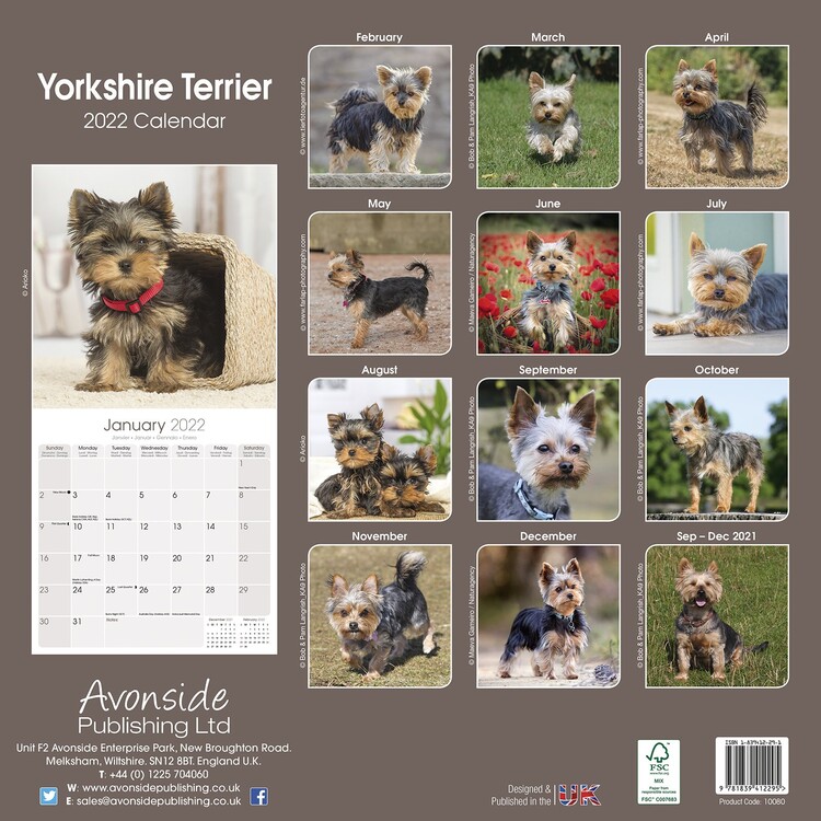 Yorkshire Terrier Calendários de parede 2026 Compre em Europosters