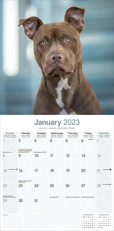 Calendar 2023 American Pit Bull Terrier