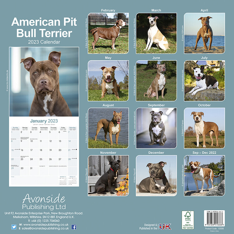 Calendar 2023 American Pit Bull Terrier