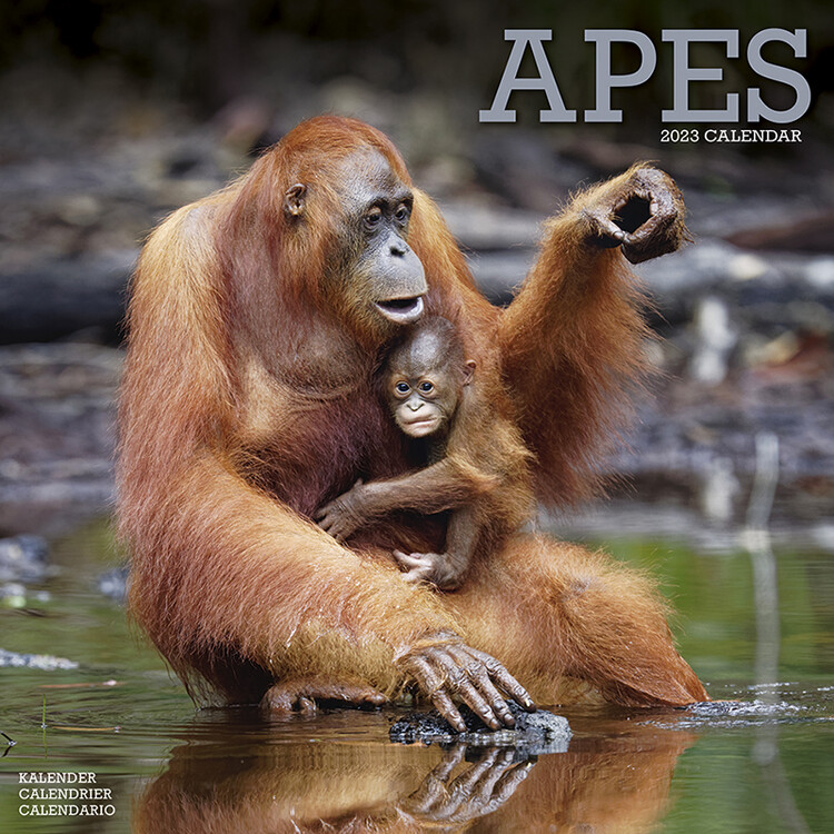 Apes Wall Calendars 2023 Buy at