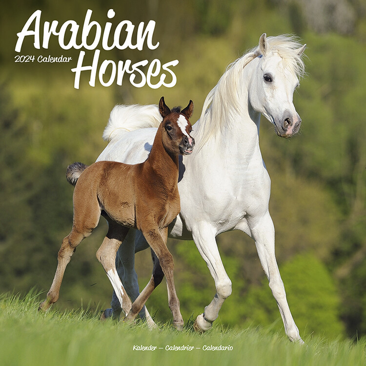 Arabian Horses Wall Calendars 2024 Buy at Europosters