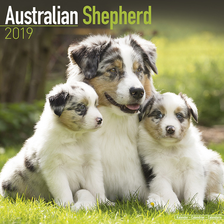 Australian Shepherd Wall Calendars 2024 Buy at