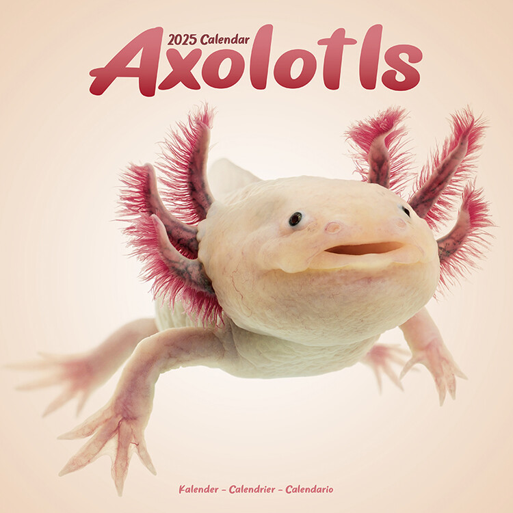 Axolotls Wall Calendars 2025 Buy at