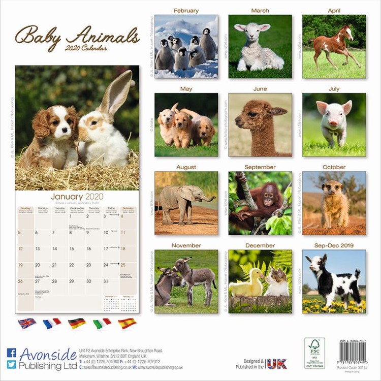 Baby Animals - Wall Calendars 2020 | Large selection