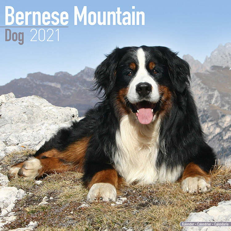 Bernese Mountain Dog Wall Calendars 2021 Buy at Europosters