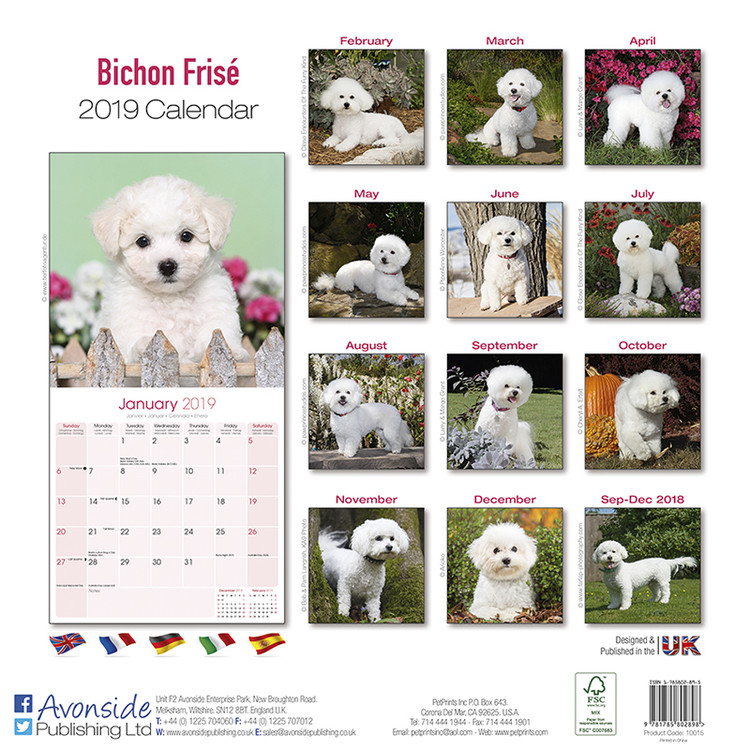 bichon frise merchandise