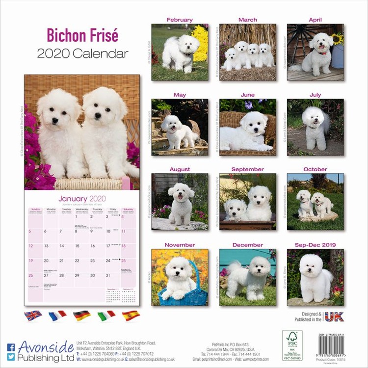 Bichon Frise - Wall Calendars 2020 | Buy at Europosters Bichon Frise - Wall Calendars 2020 | Buy at Europosters