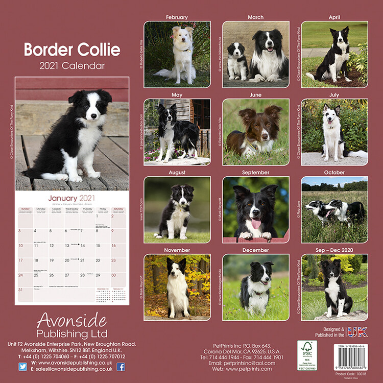 Hummel border collie 2025 calendar