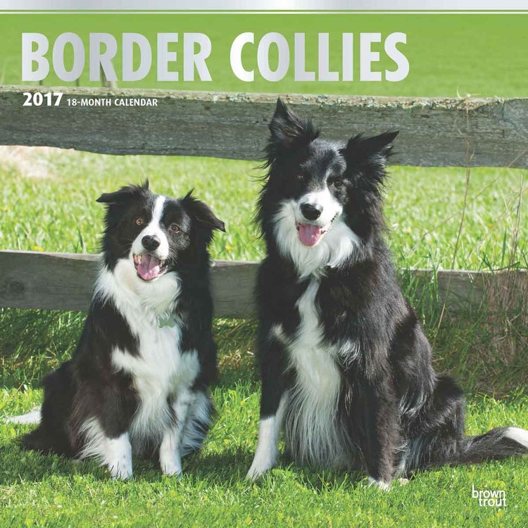 Border Collies - Wall Calendars 2017 | Buy at Abposters.com