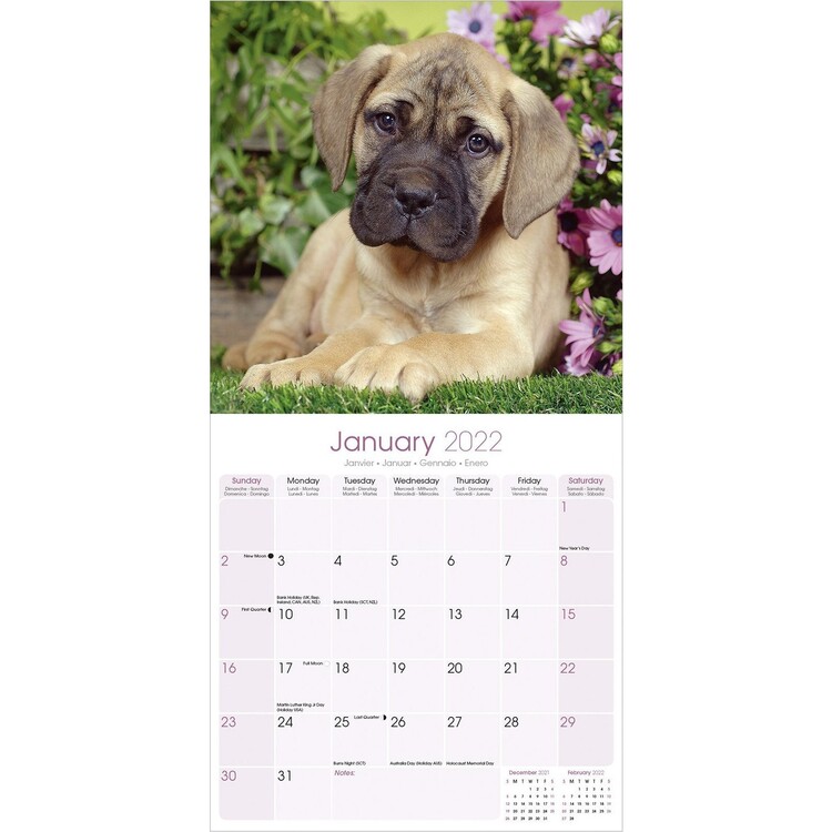 Calendar 2022 Bull Mastiff