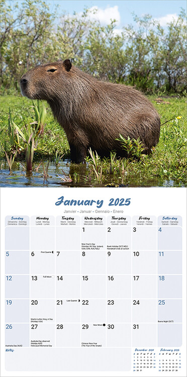 Capybara - Wall Calendars 2025 | Buy at Europosters