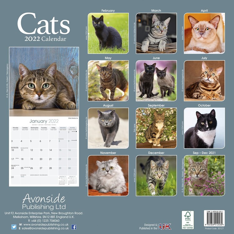 Cats - Wall Calendars 2022 | Large Selection